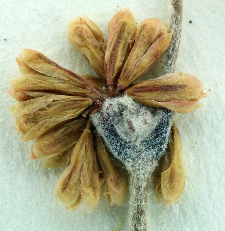 Image of Panamint Mountain buckwheat