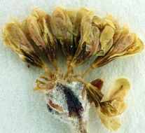 Image of Panamint Mountain buckwheat