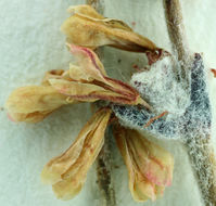 Image of Panamint Mountain buckwheat