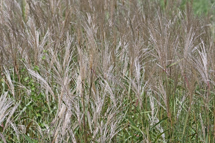 Image of Amur silvergrass