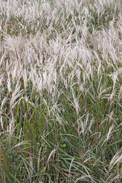 Imagem de Miscanthus sacchariflorus (Maxim.) Benth. & Hook. fil. ex Franch.