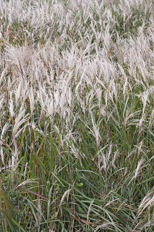 Image of Amur silvergrass