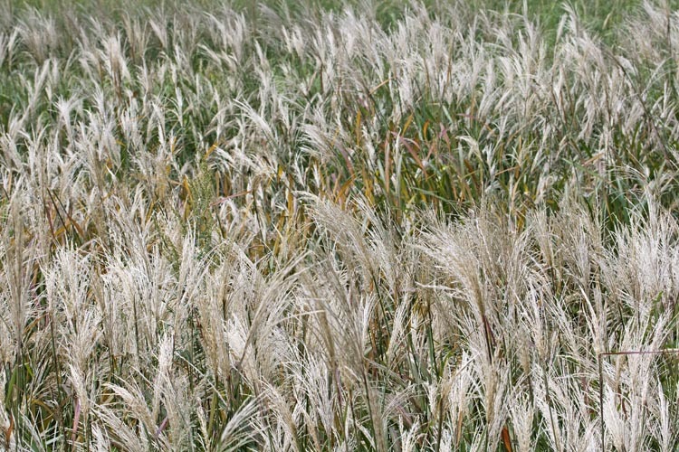 Image of Amur silvergrass