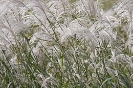 Image of Amur silvergrass