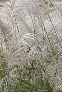 Image of Amur silvergrass