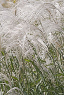 Image of Amur silvergrass