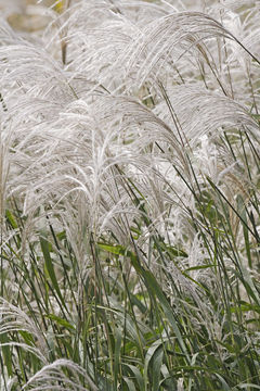 Слика од Miscanthus sacchariflorus (Maxim.) Benth. & Hook. fil. ex Franch.