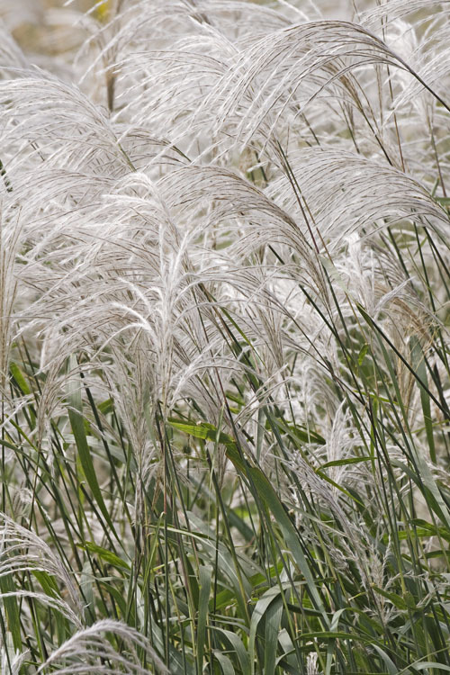 Image of Amur silvergrass