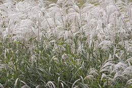 Image of Amur silvergrass