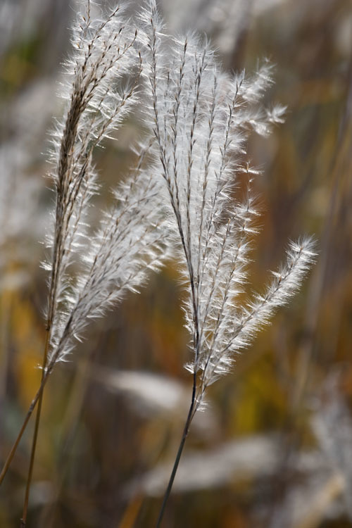 Image of Amur silvergrass