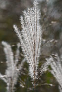 Image of Amur silvergrass