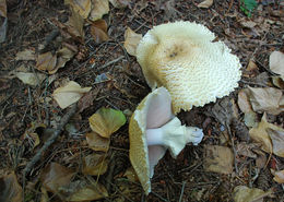 Image of Agaricus augustus Fr. 1838