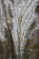 Image of Amur silvergrass