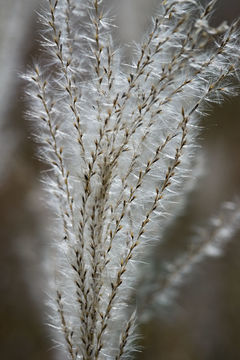 Слика од Miscanthus sacchariflorus (Maxim.) Benth. & Hook. fil. ex Franch.