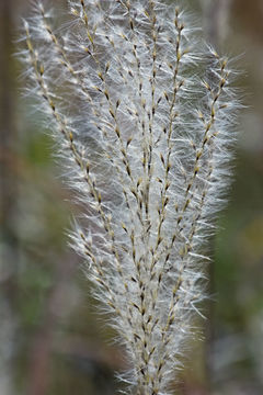 Image of Amur silvergrass