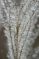 Image of Amur silvergrass