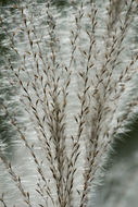 Image of Amur silvergrass