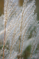 Image of Amur silvergrass