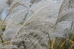 Image of Amur silvergrass