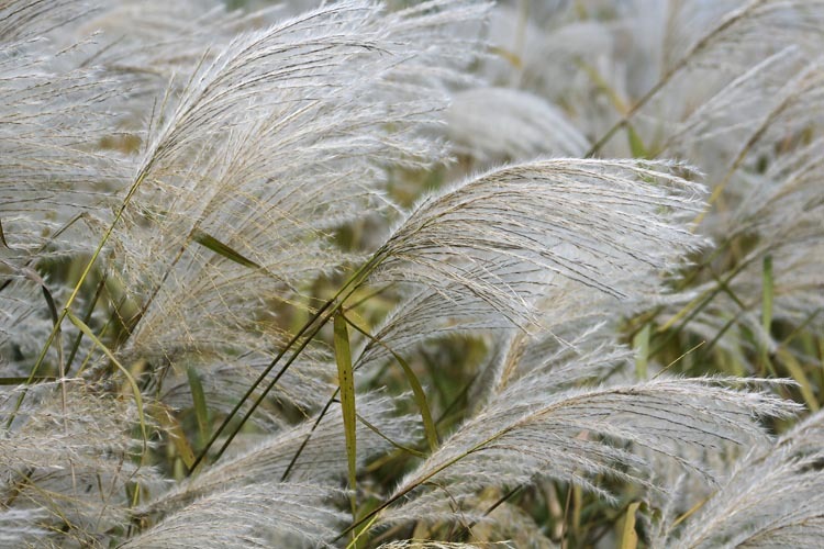 Image of Amur silvergrass