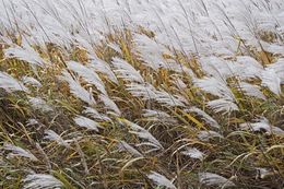 Image of Amur silvergrass