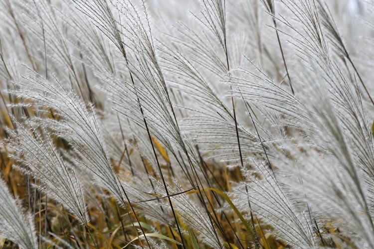 Image of Amur silvergrass