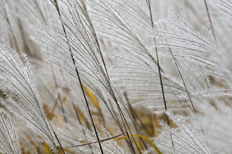 Image of Amur silvergrass