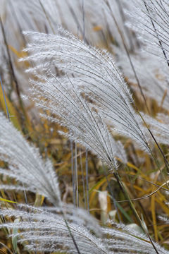 Image of Amur silvergrass