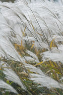 Image of Amur silvergrass