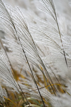 Image of Amur silvergrass