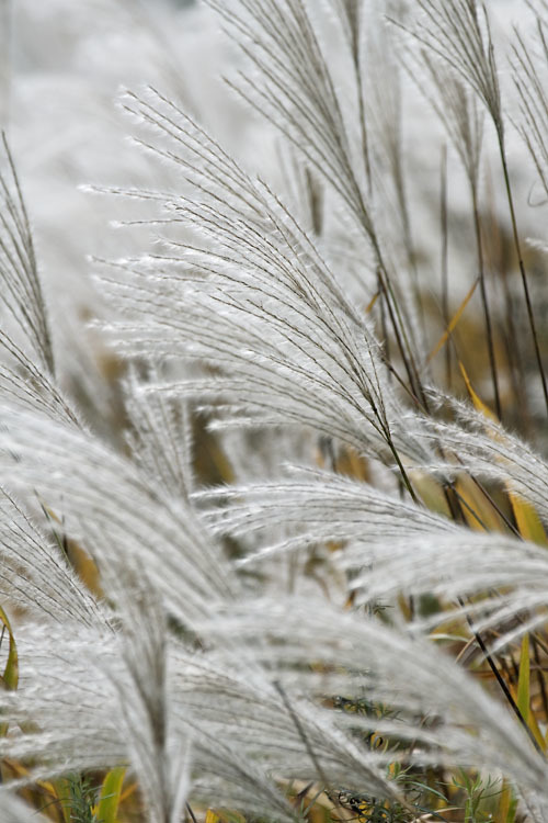 Image of Amur silvergrass