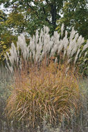 Image of Amur silvergrass