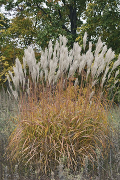 Слика од Miscanthus sacchariflorus (Maxim.) Benth. & Hook. fil. ex Franch.