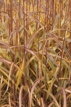 Image of Amur silvergrass