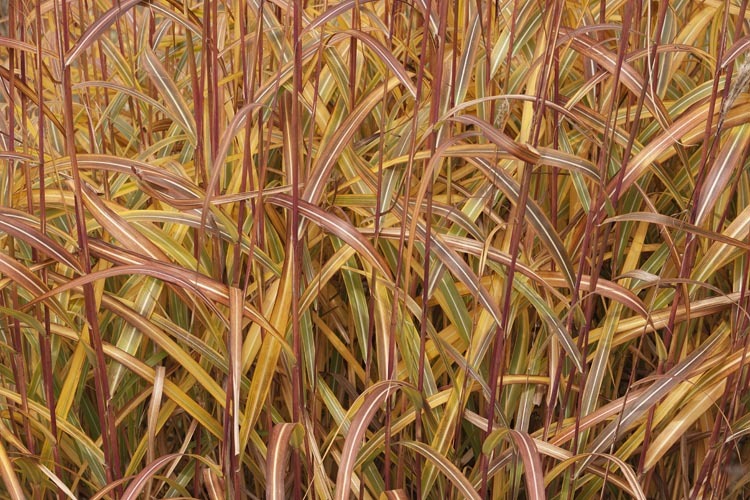 Image of Amur silvergrass