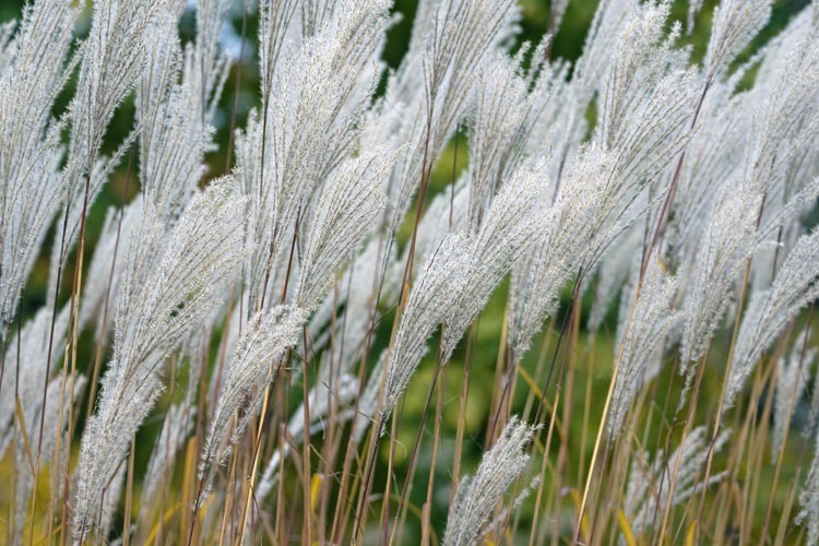 Image of Amur silvergrass