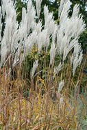 Image of Amur silvergrass