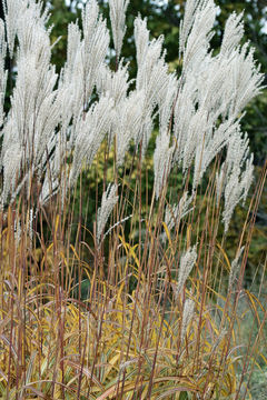 Imagem de Miscanthus sacchariflorus (Maxim.) Benth. & Hook. fil. ex Franch.