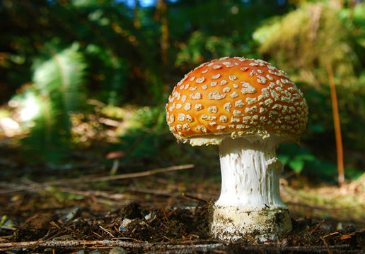 Image of Fly agaric