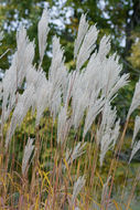 Image of Amur silvergrass