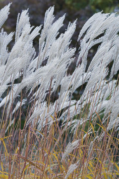 Imagem de Miscanthus sacchariflorus (Maxim.) Benth. & Hook. fil. ex Franch.