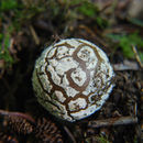 Amanita pantherina (DC.) Krombh. 1846 resmi