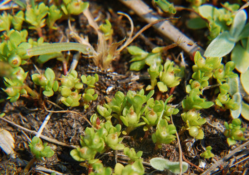 Image of <i>Anagallis minima</i>