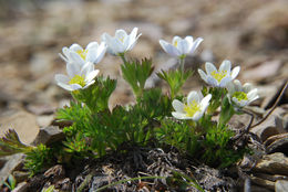 <i>Anemone drummondii</i> var. <i>lithophila</i> resmi