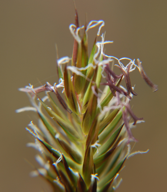 Image of Sweet vernal grass