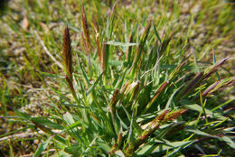 Image of Sweet vernal grass