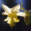 Image of yellow columbine