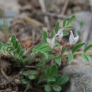 صورة Astragalus lotiflorus Hook.