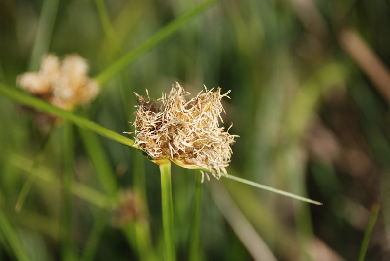 Imagem de Bolboschoenus maritimus (L.) Palla