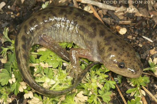 Image of Mole Salamander